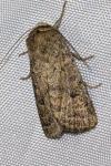 Hoplodrina octogenaria