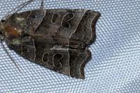 Ipimorpha retusa