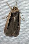 Ochropleura leucogaster