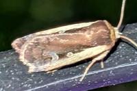 Ochropleura plecta