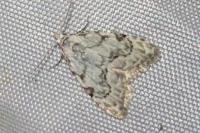 Nola confusalis