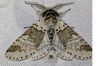 Furcula furcula