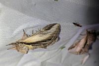 Pheosia tremula