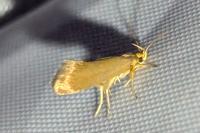 Crassa unitella