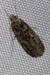 Hofmannophila pseudospretella