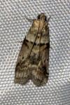 Acrobasis consociella