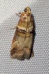 Acrobasis tumidana