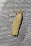 Ematheudes punctella