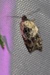Acleris variegana