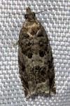 Ancylis achatana