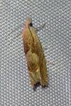 Eucosma conterminana