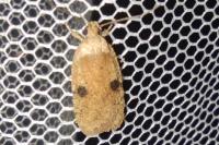 Agonopterix propinquella