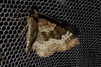 Epirrhoe alternata
