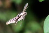 Sphinx ligustri