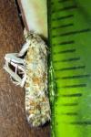 Aethes margarotana