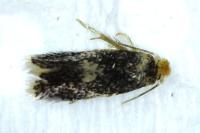 Ectoedemia