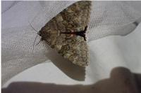 Catocala nupta