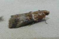 Acrobasis tumidana