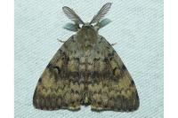 Lymantria dispar