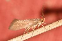 Crassa unitella