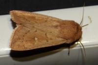 Mythimna ferrago