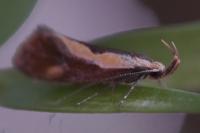 Harpella forficella