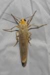 Eilema caniola