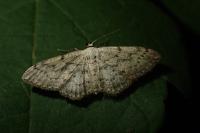 Idaea seriata