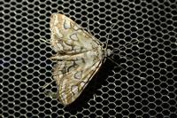 Elophila nymphaeata