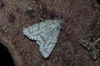 Acronicta aceris