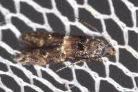 Sorhagenia