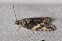 Epinotia nisella