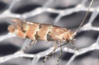 Phyllonorycter trifasciella
