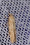 Mompha epilobiella