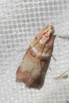 Acrobasis tumidana
