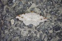 Macaria alternata