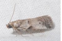 Acrobasis fallouella/glaucella