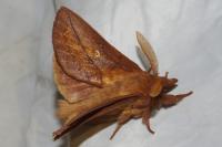 Euthrix potatoria