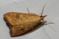 Udea ferrugalis