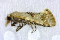 Cochylimorpha straminea