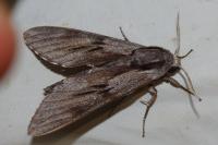 Hyloicus pinastri