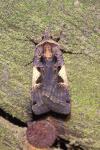 Xestia c-nigrum