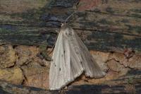Pelosia muscerda