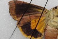 Noctua janthina