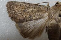Hoplodrina blanda