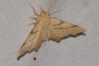 Ennomos erosaria