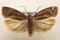 Epinotia brunnichana
