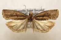 Epinotia caprana