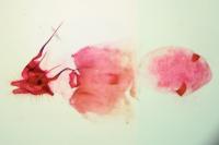 Epinotia caprana