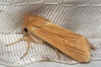 Mythimna pallens